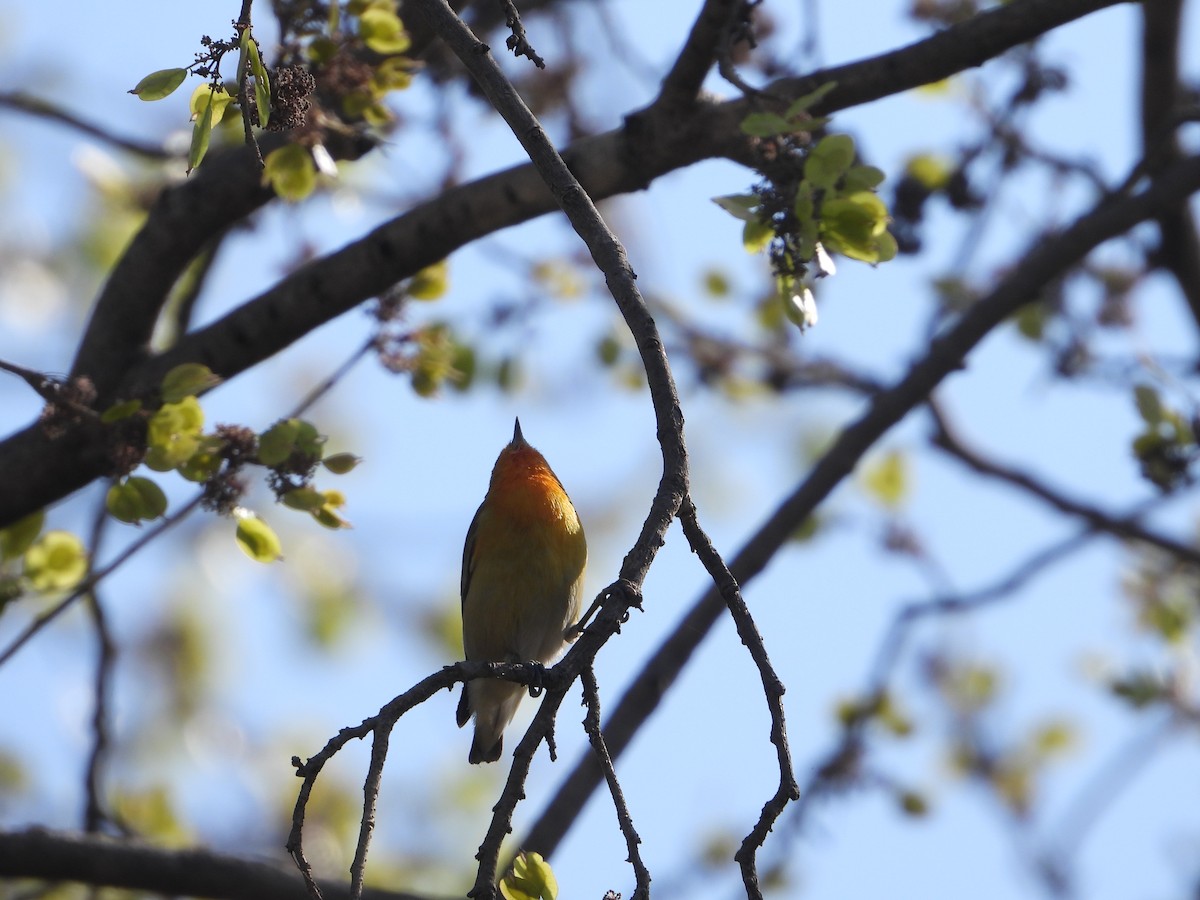 Fire-capped Tit - ML642264378