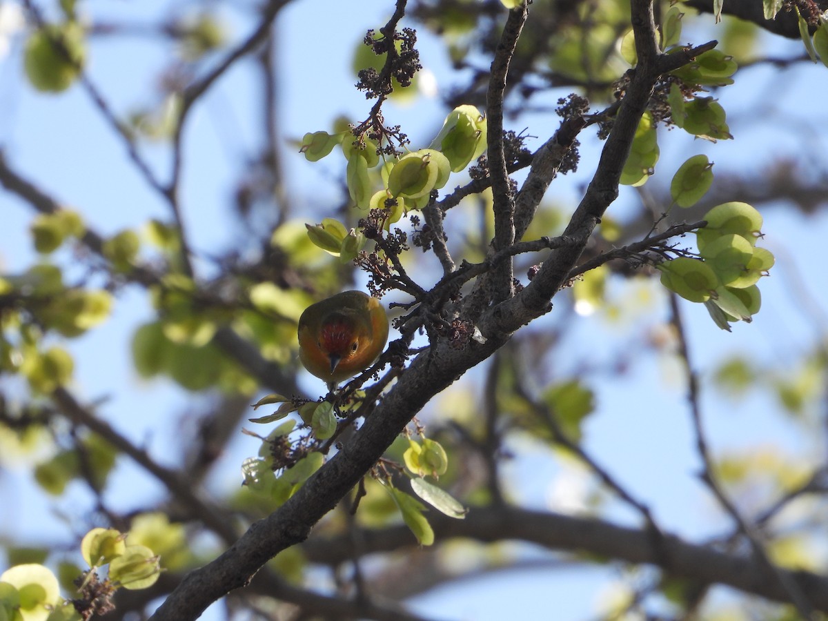 Fire-capped Tit - ML642264379