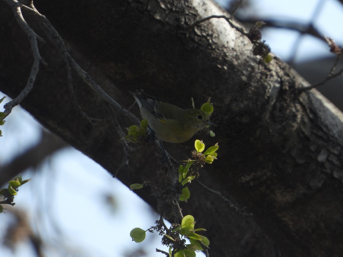 Fire-capped Tit - ML642264380