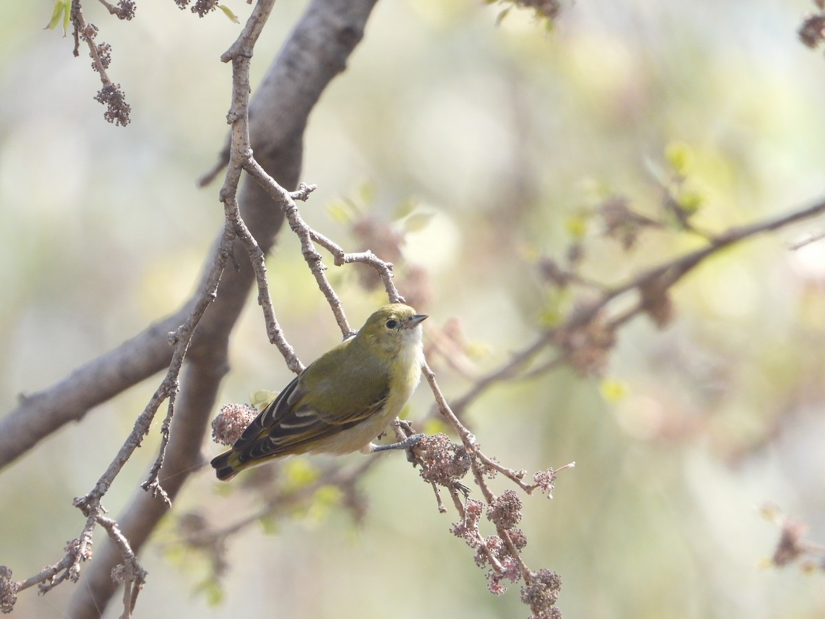 Fire-capped Tit - ML642264381