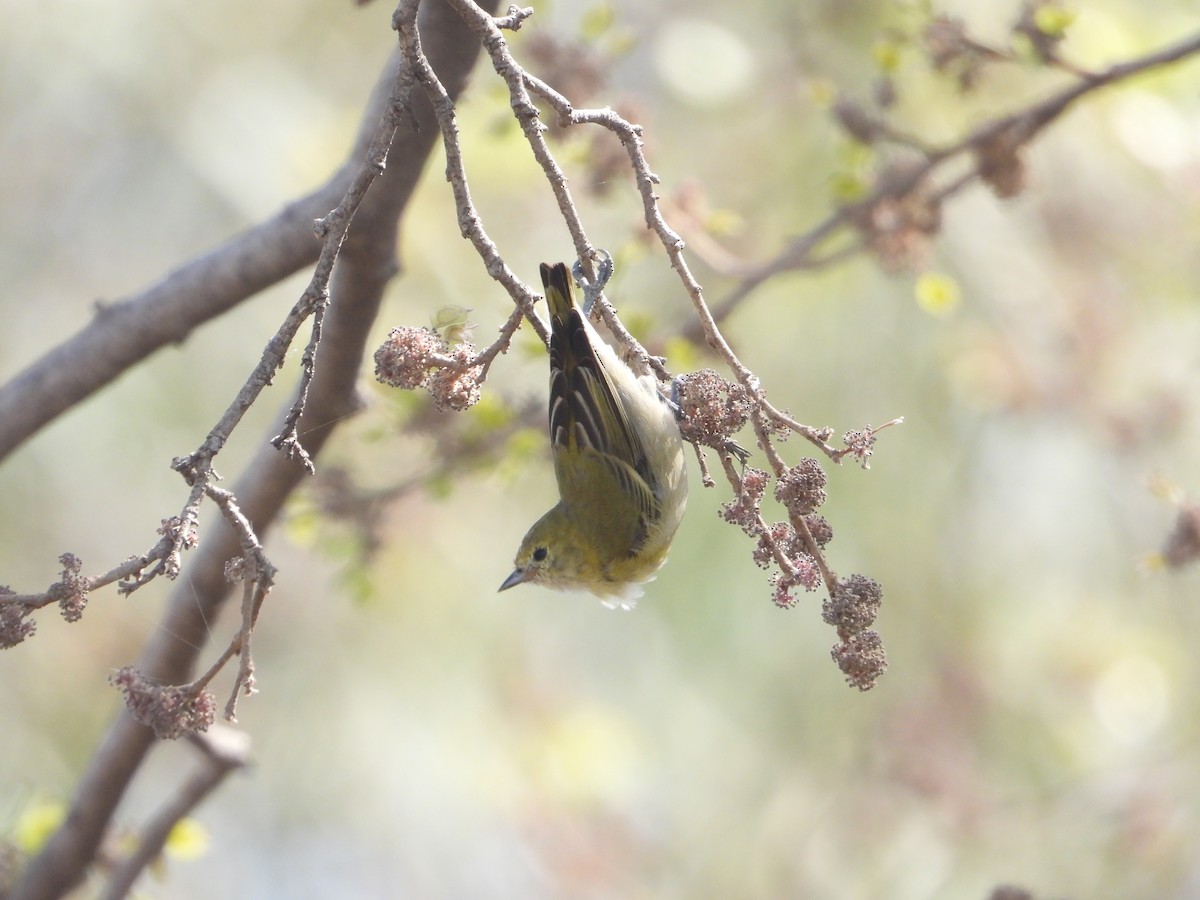 Fire-capped Tit - ML642264382