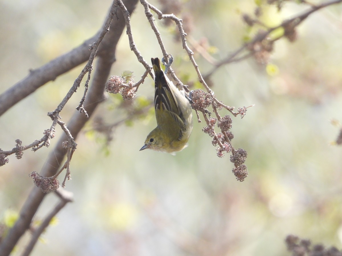 Fire-capped Tit - ML642264383