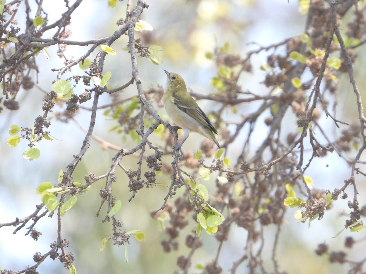 Fire-capped Tit - ML642264385