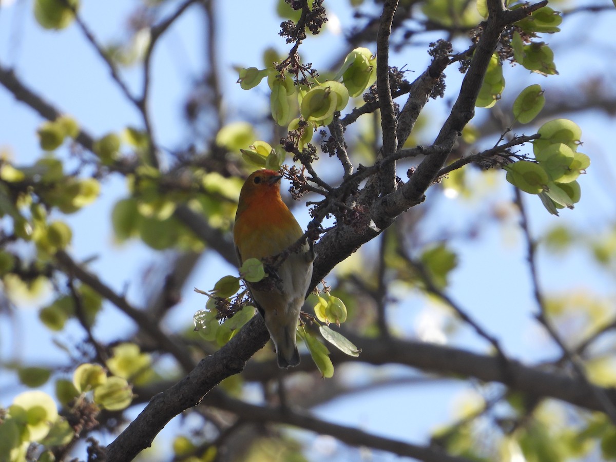 Fire-capped Tit - ML642264386