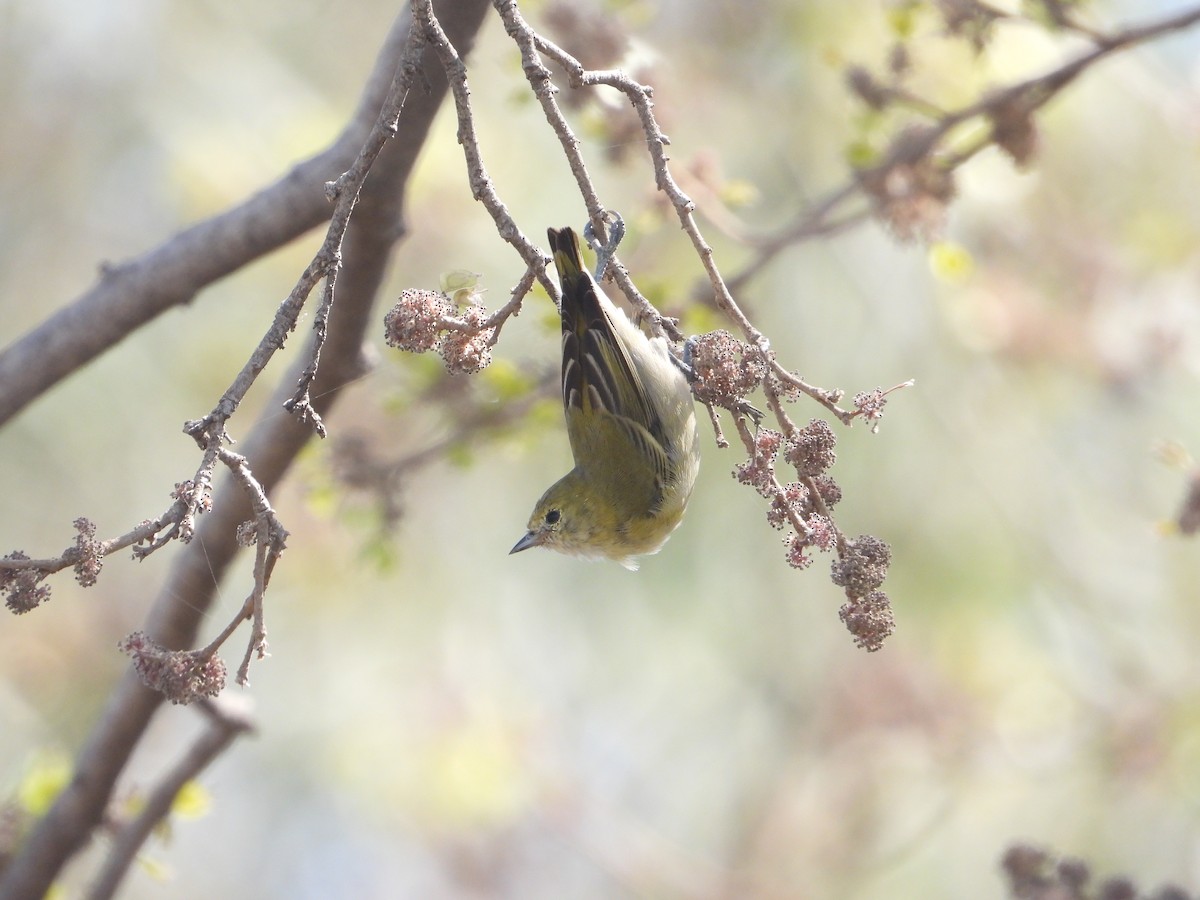 Fire-capped Tit - ML642264391