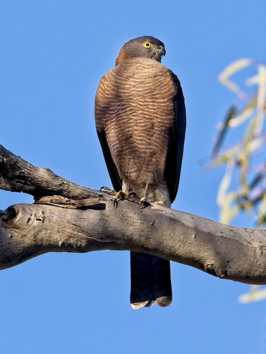 Collared Sparrowhawk - ML642264397