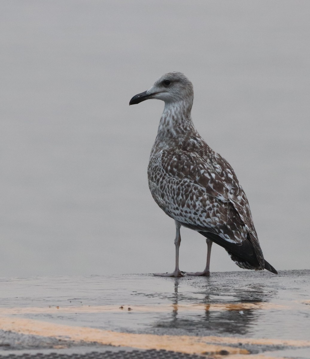 European Herring Gull - ML642264405
