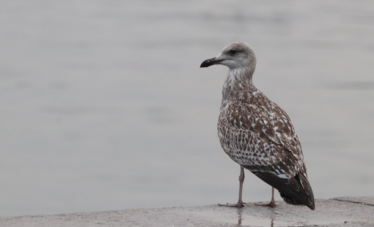 European Herring Gull - ML642264406