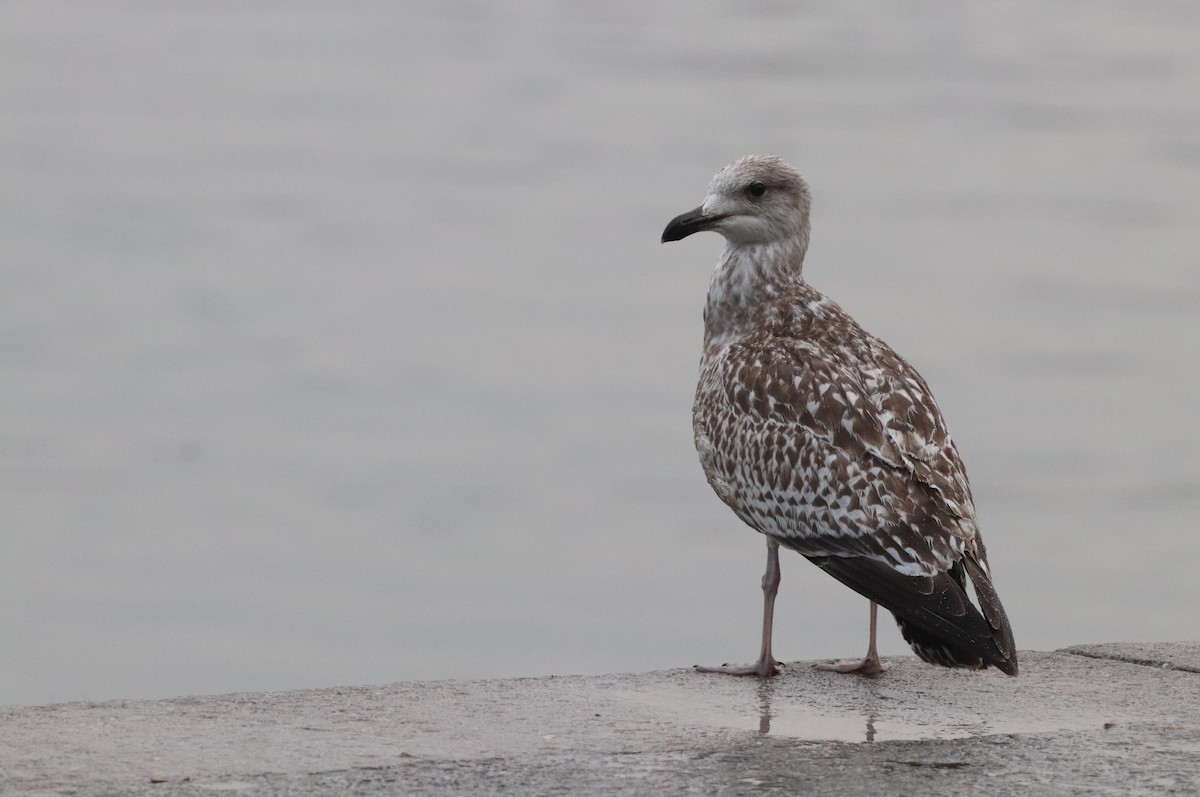 European Herring Gull - ML642264407