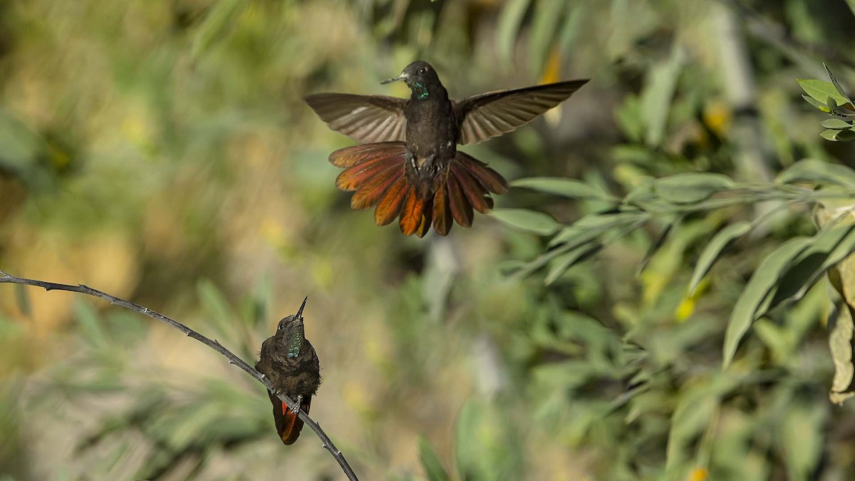 Black Metaltail - ML642264410
