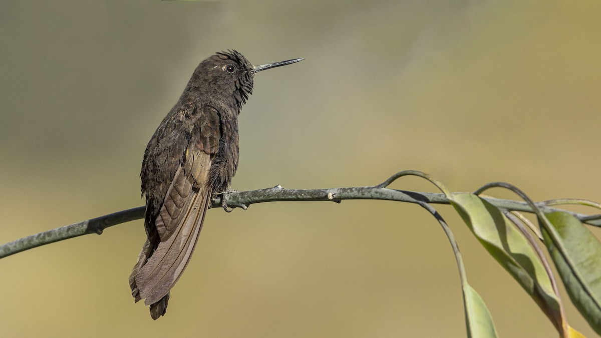 Black Metaltail - ML642264411