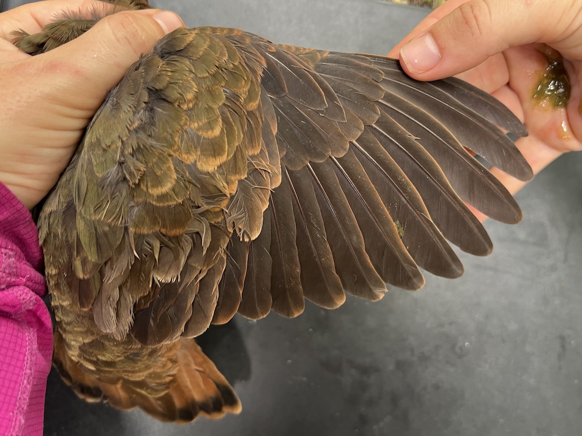 White-throated Ground Dove - ML642264427