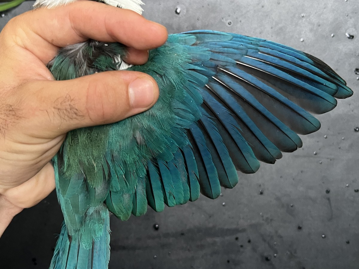 Mariana Kingfisher - ML642264431