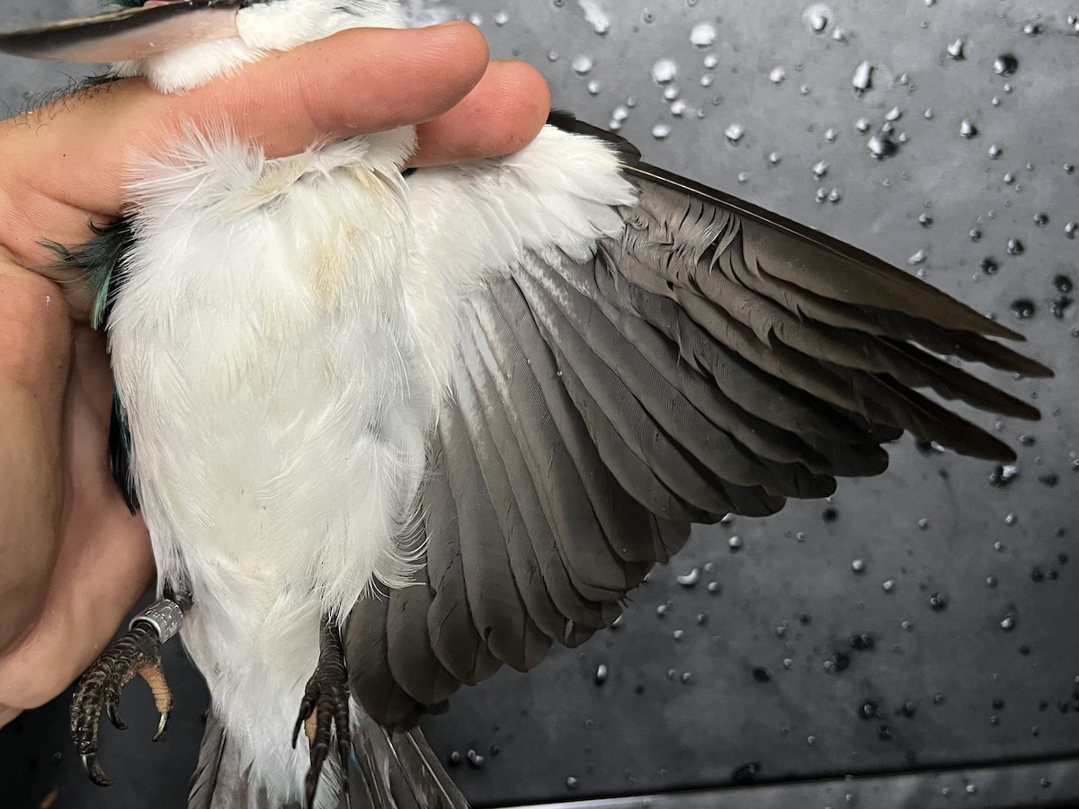 Mariana Kingfisher - ML642264432
