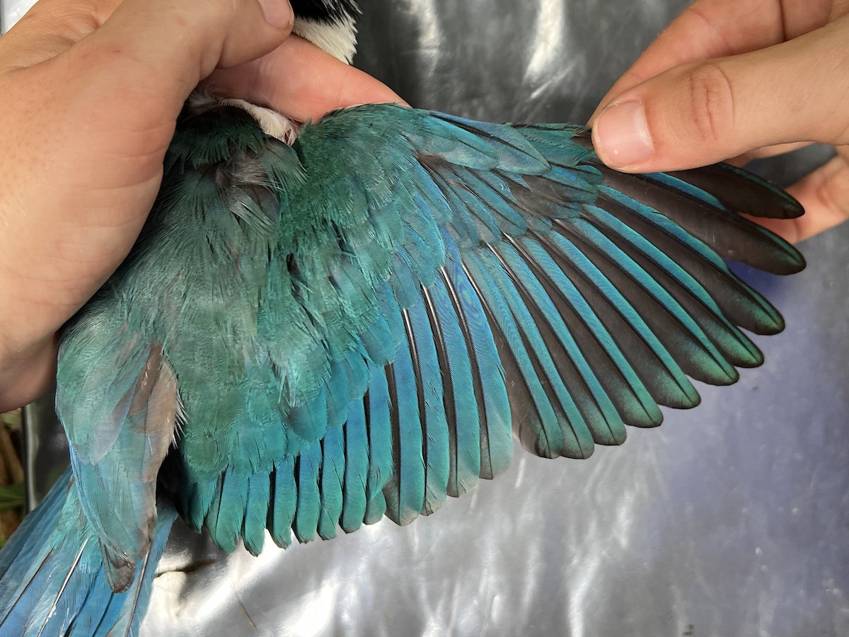 Mariana Kingfisher - ML642264434