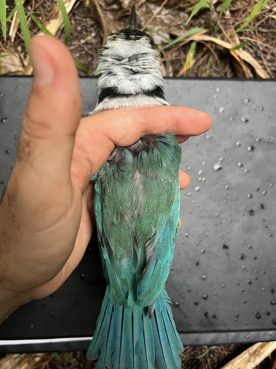 Mariana Kingfisher - ML642264435