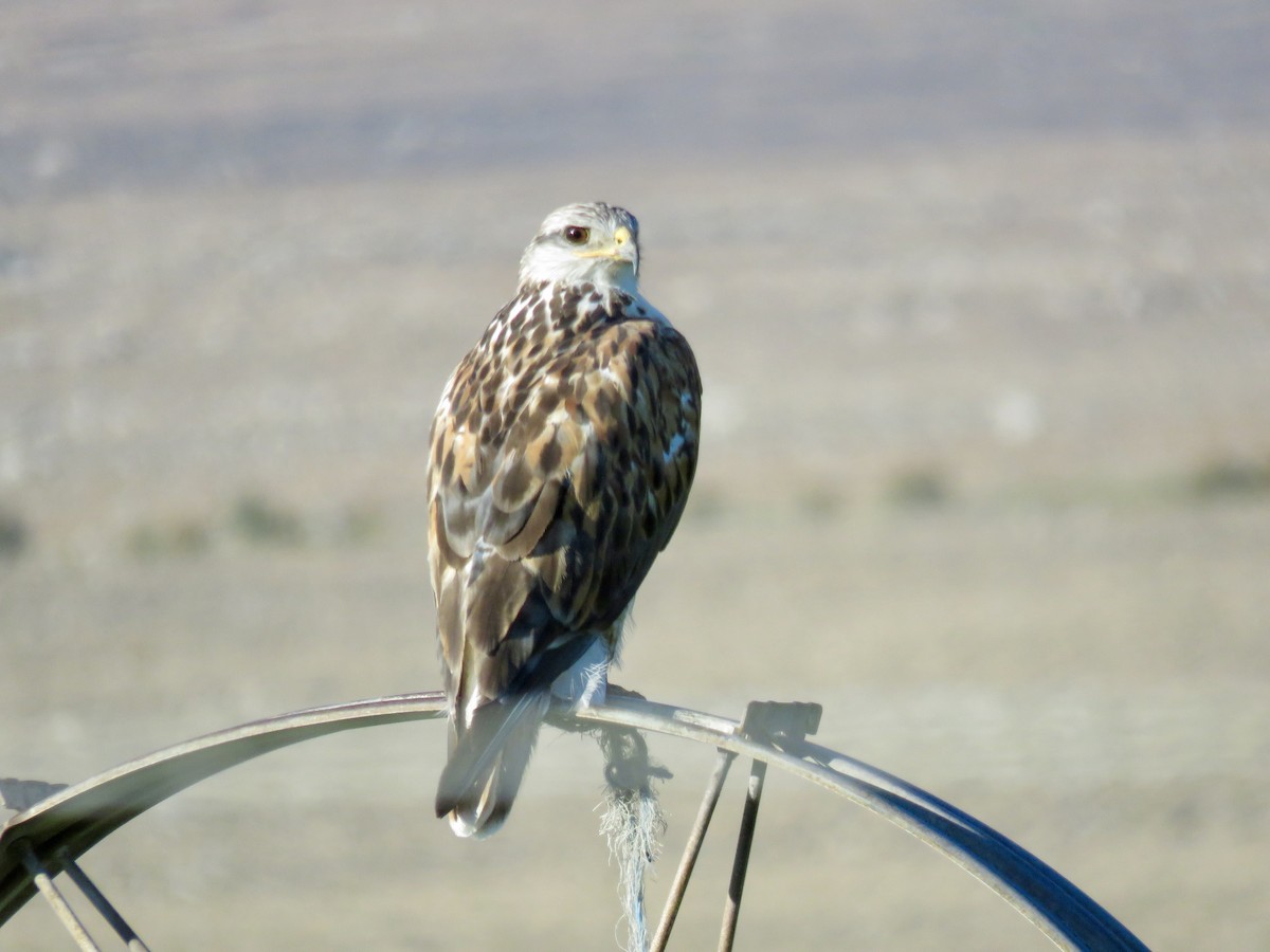Ferruginous Hawk - ML642264440
