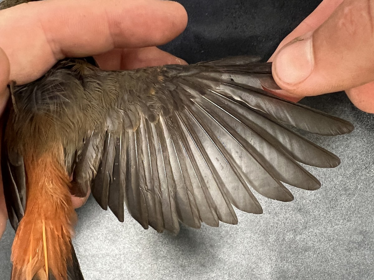 Micronesian Rufous Fantail (Marianas) - ML642264441