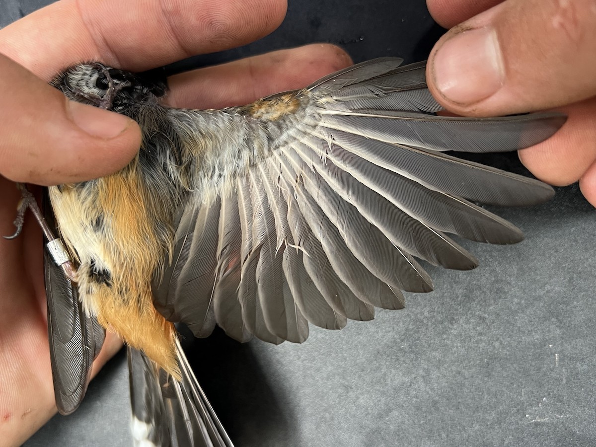 Micronesian Rufous Fantail (Marianas) - ML642264442