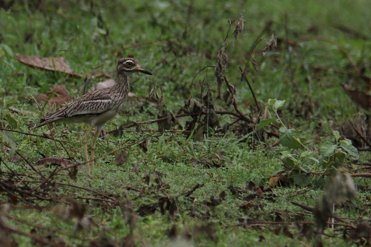Indian Thick-knee - ML642264455