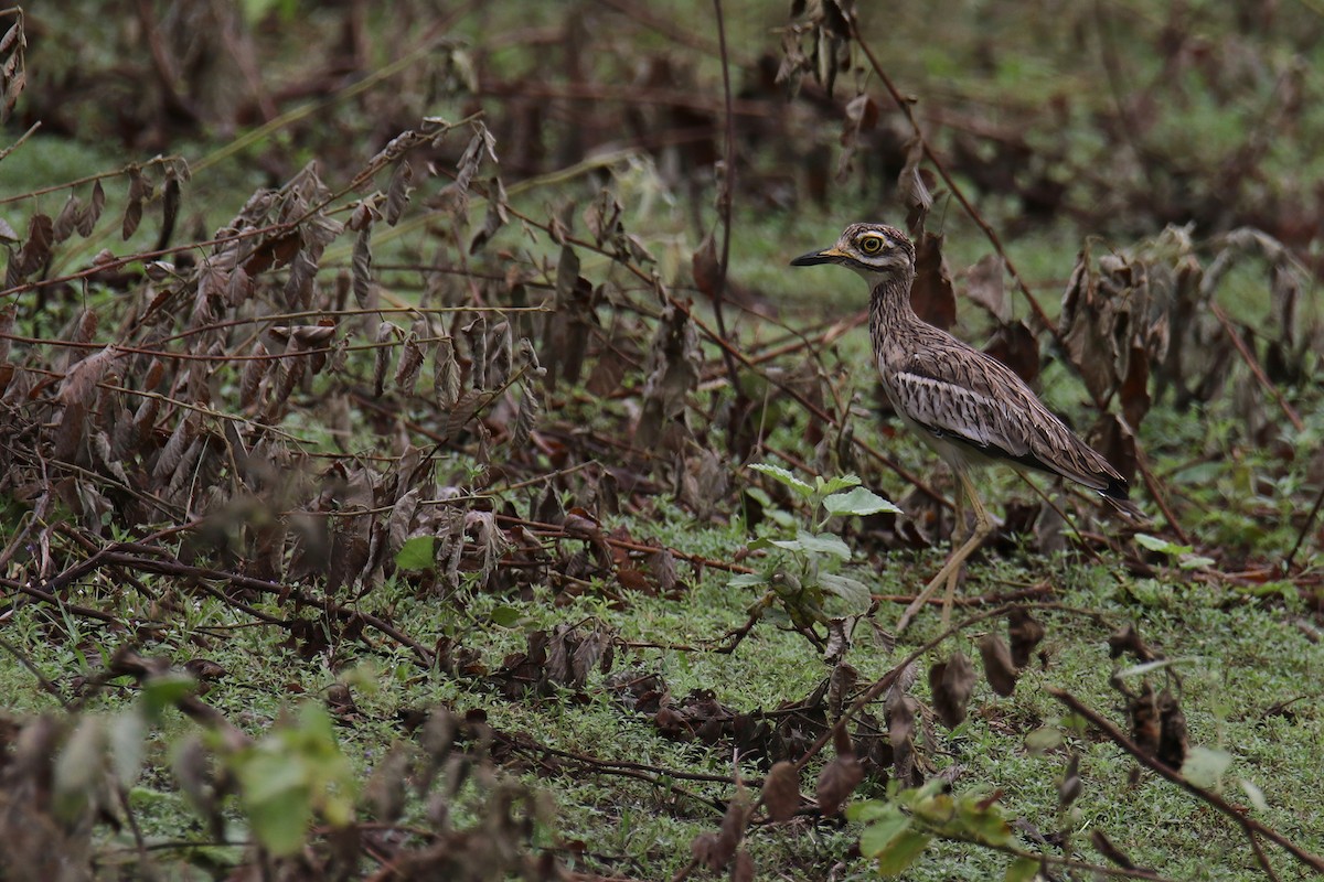Indian Thick-knee - ML642264457