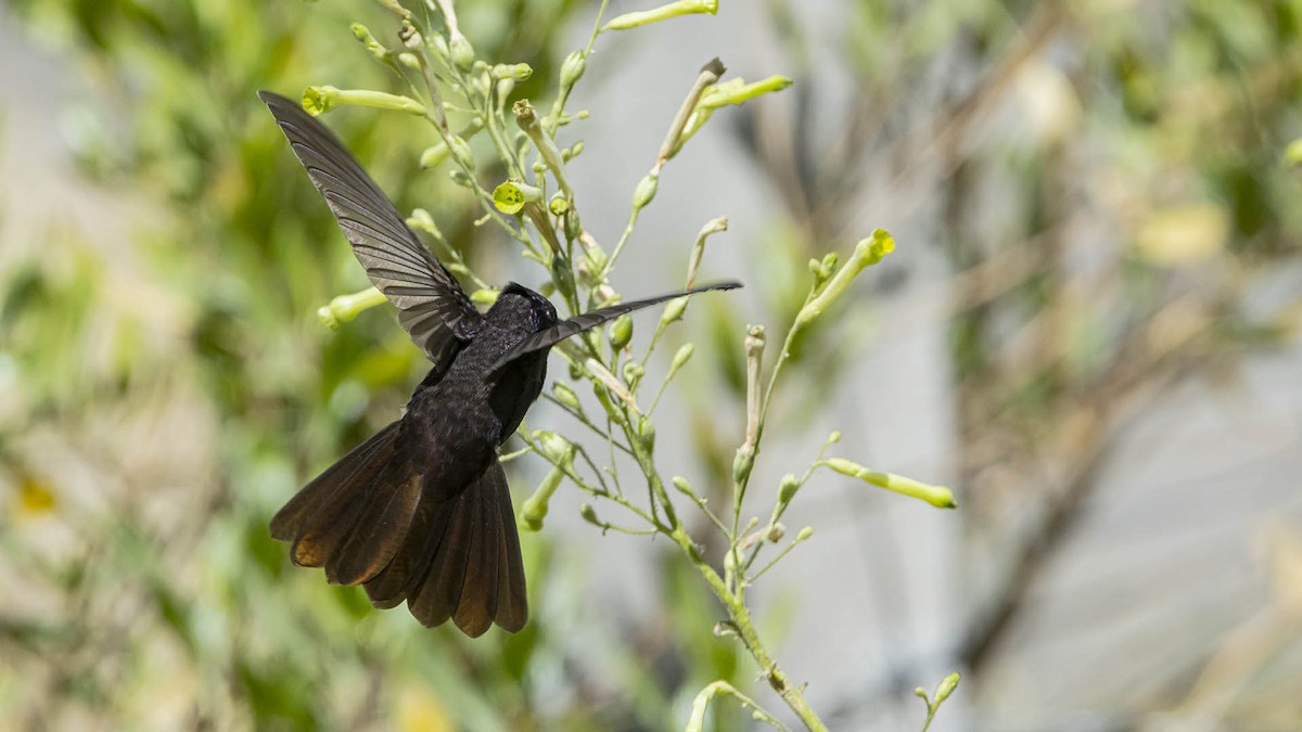 Black Metaltail - ML642264472