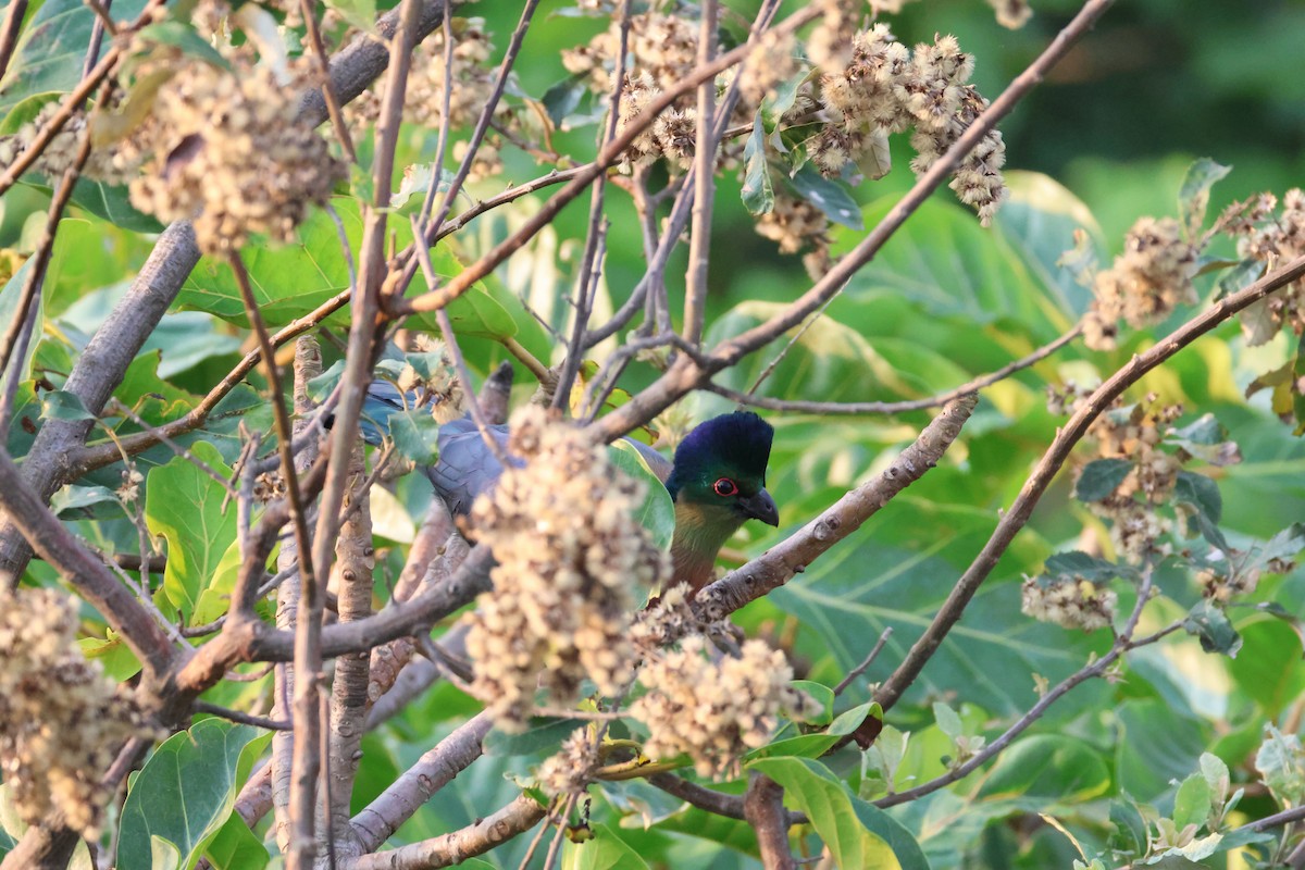 Purple-crested Turaco - ML642264479