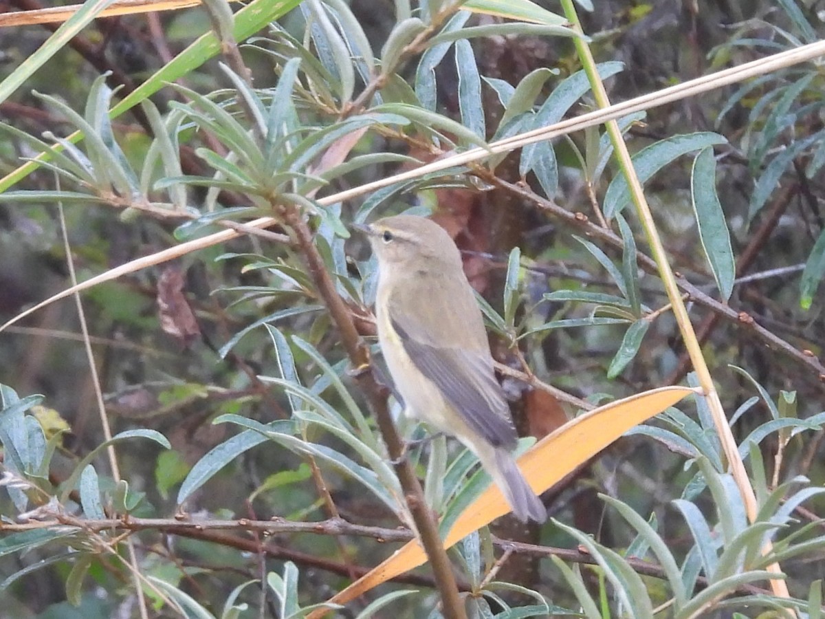 Mosquitero Común - ML642264482