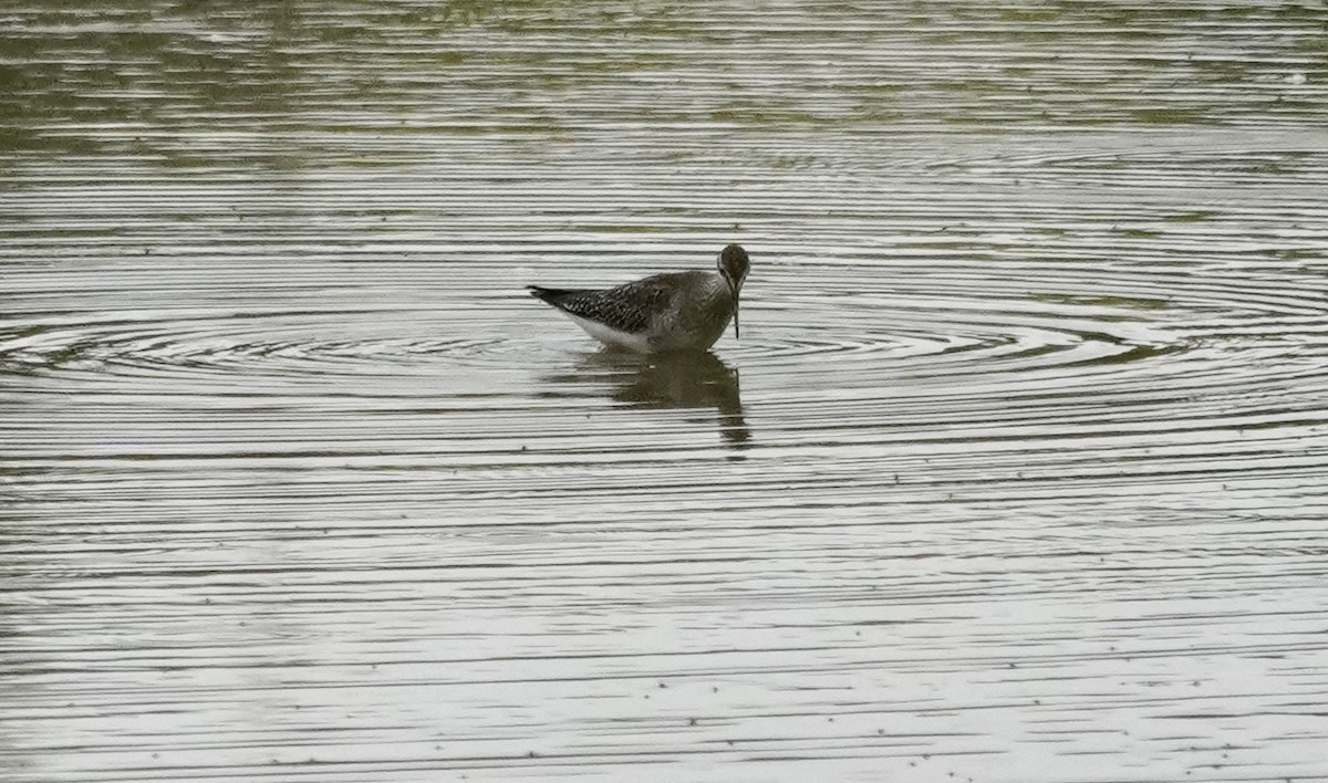 Lesser/Greater Yellowlegs - ML642264486