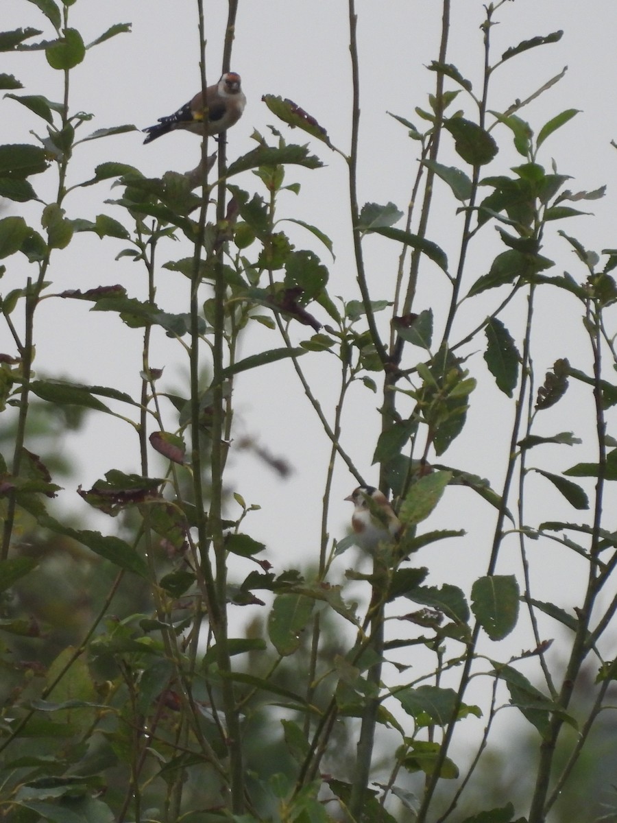European Goldfinch - ML642264504