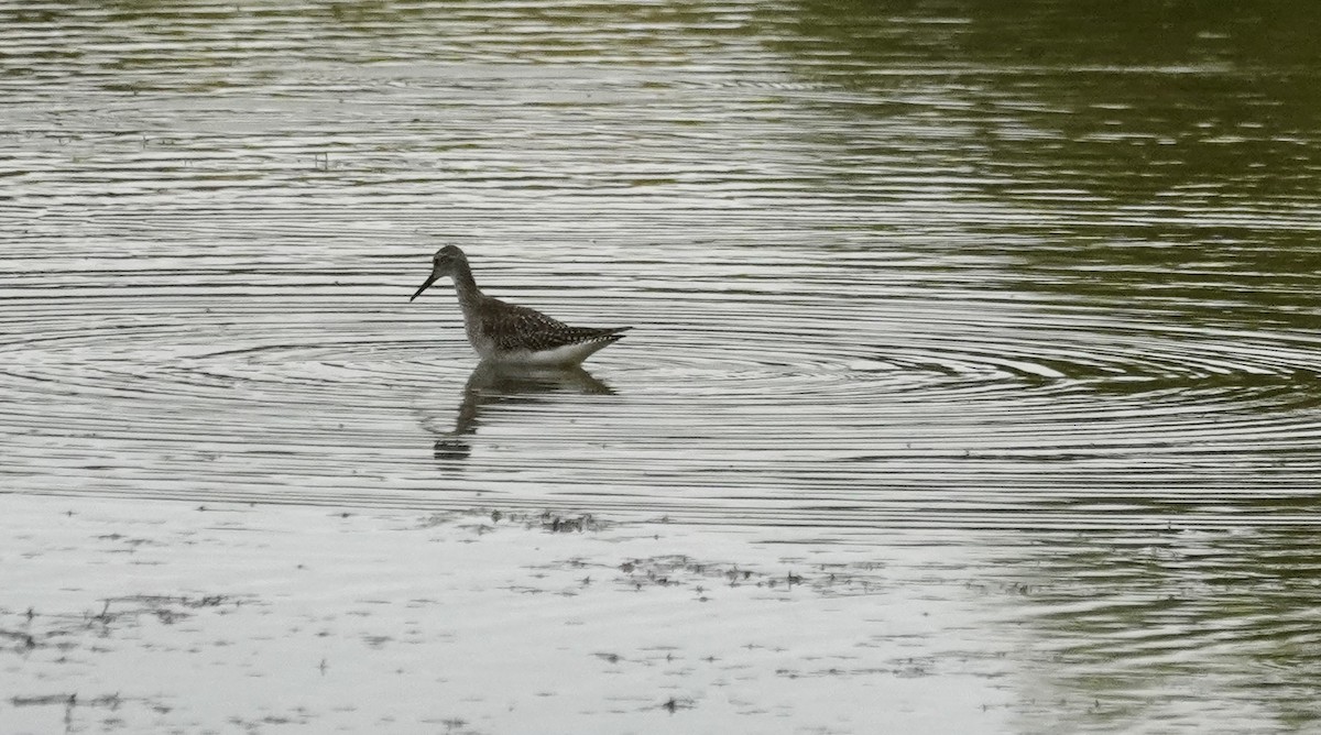 Lesser/Greater Yellowlegs - ML642264516