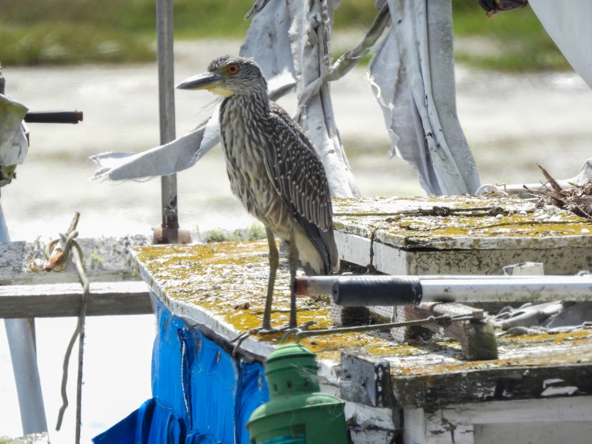 Yellow-crowned Night Heron - ML642264529