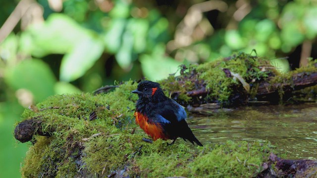 Scarlet-bellied Mountain Tanager - ML642264567