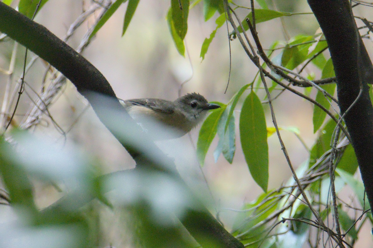 Arafura Shrikethrush - ML642264613