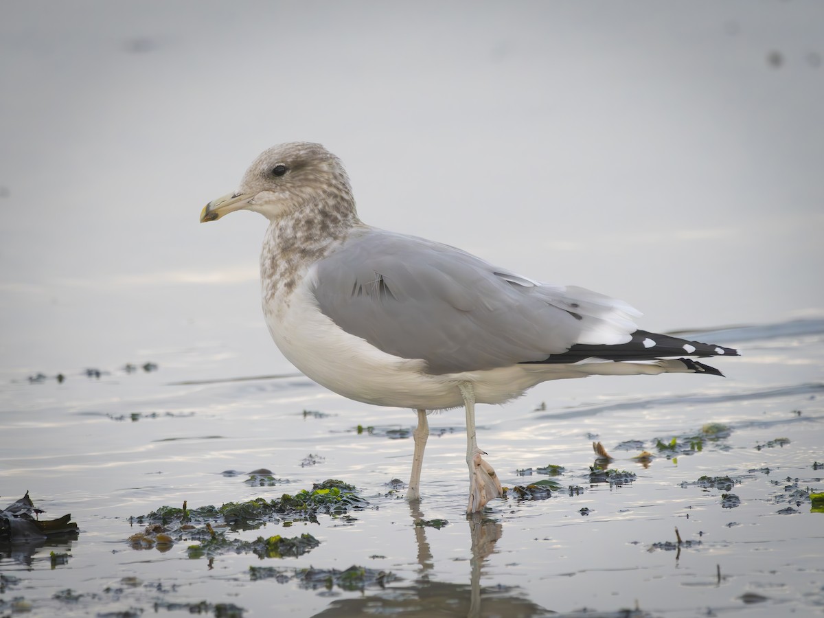 カリフォルニアカモメ - ML642264617