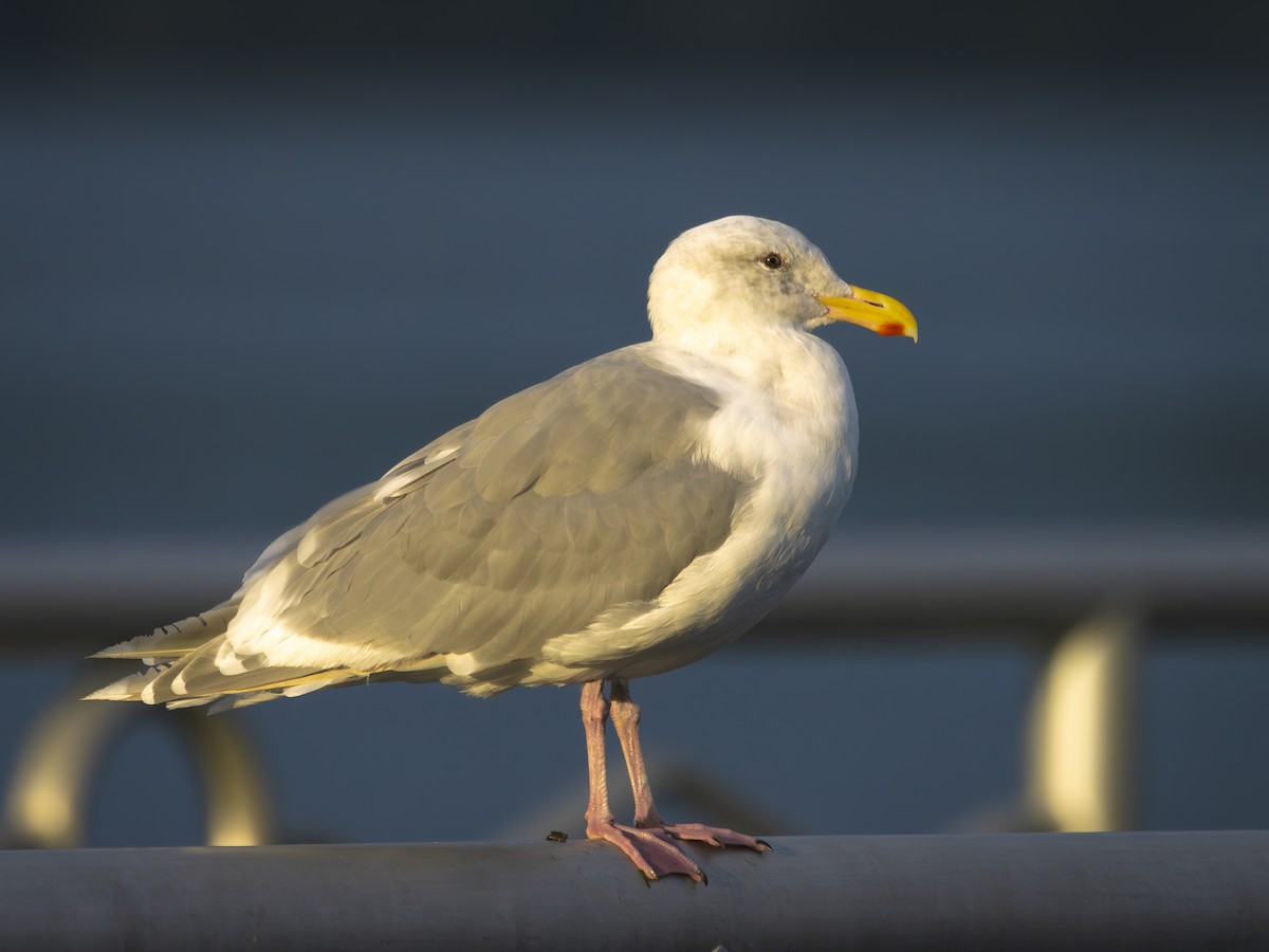 ワシカモメ - ML642264620