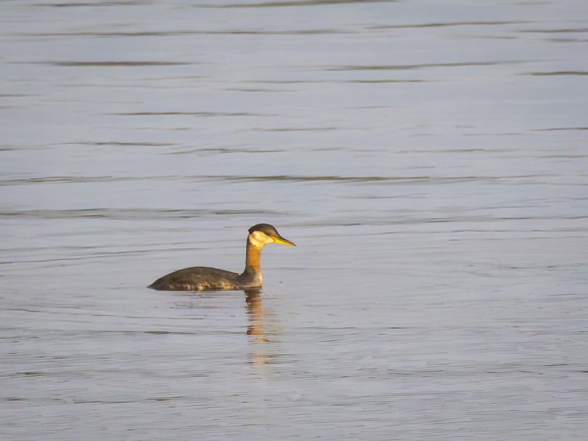 Red-necked Grebe - ML642264627