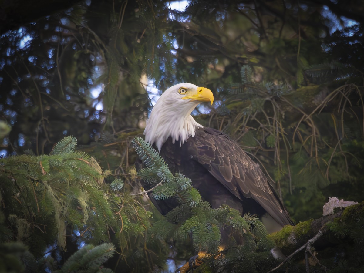 ハクトウワシ - ML642264634