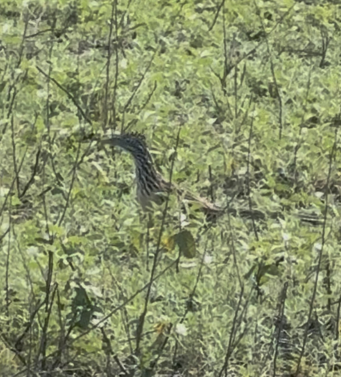 Lesser Roadrunner - ML642264657