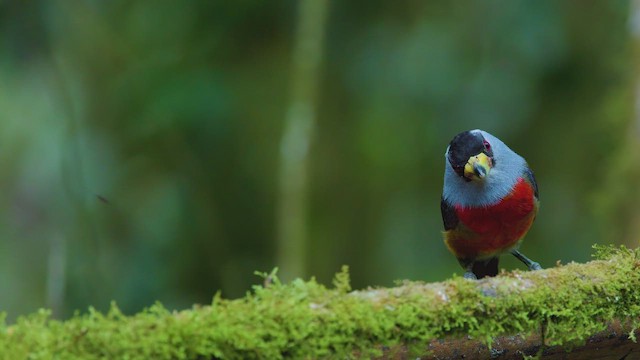 Toucan Barbet - ML642264669