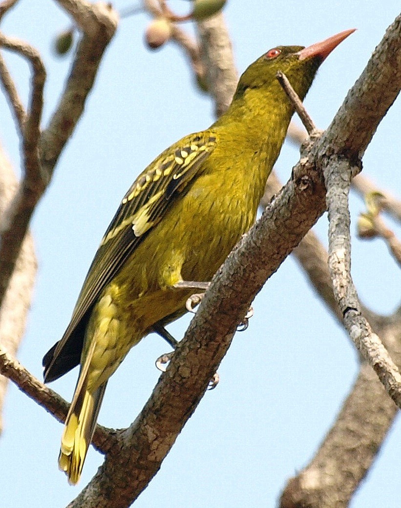Green Oriole - ML642264678