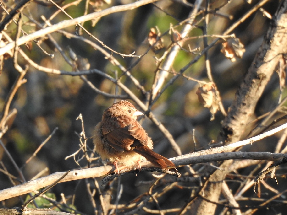 Rufous-crowned Sparrow - ML642264681