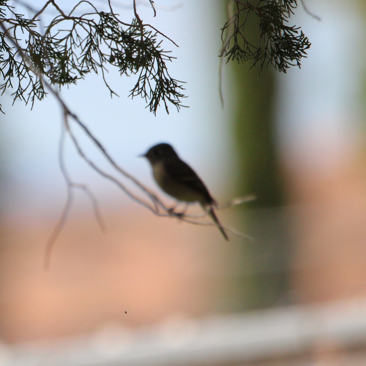 Hammond's Flycatcher - ML642264718