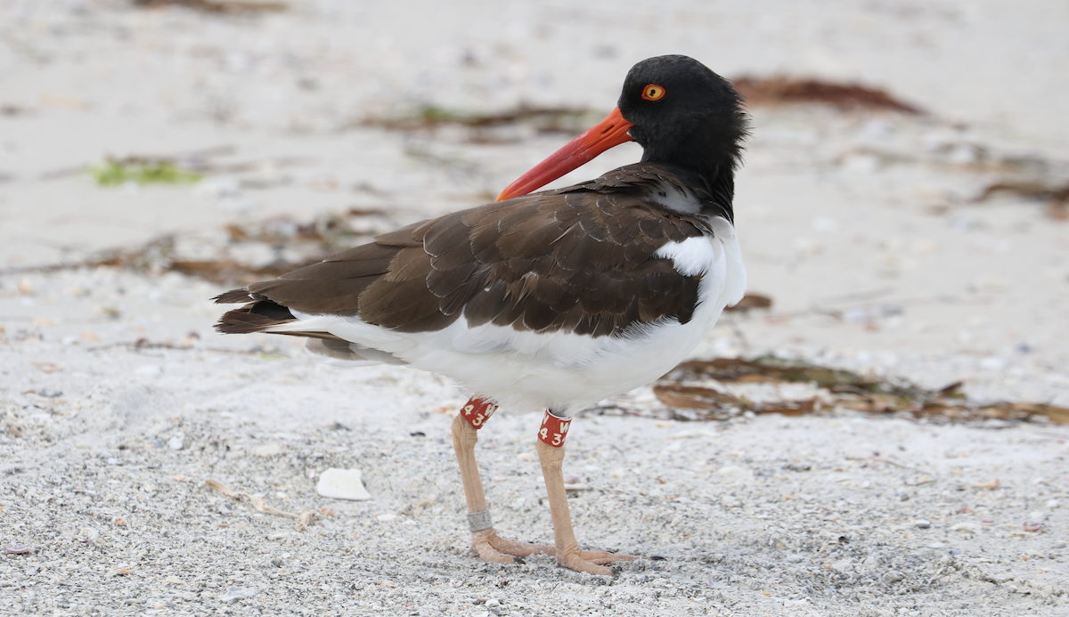American Oystercatcher - ML642264741