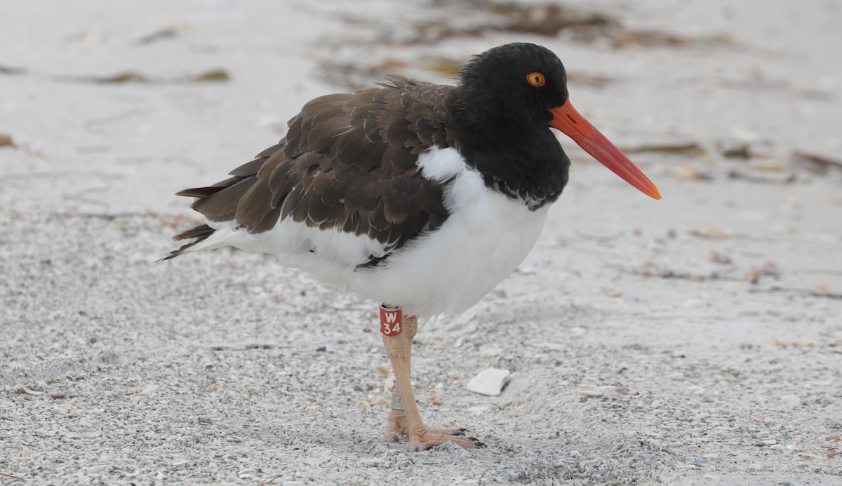 American Oystercatcher - ML642264742