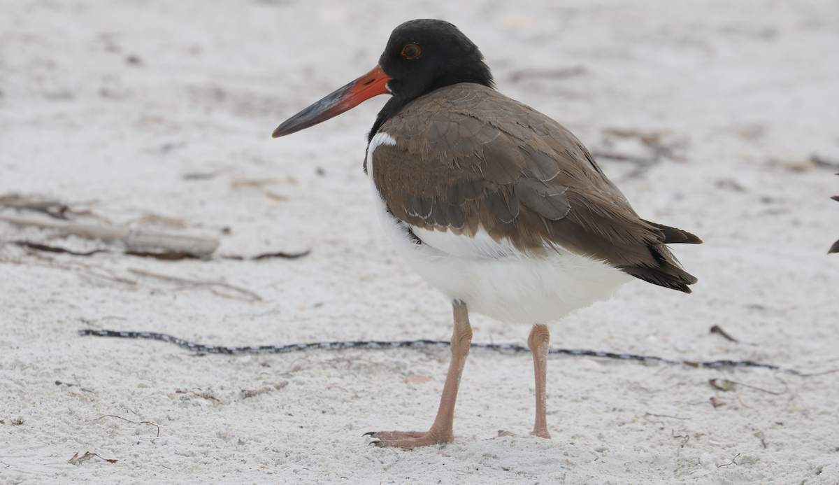 American Oystercatcher - ML642264743