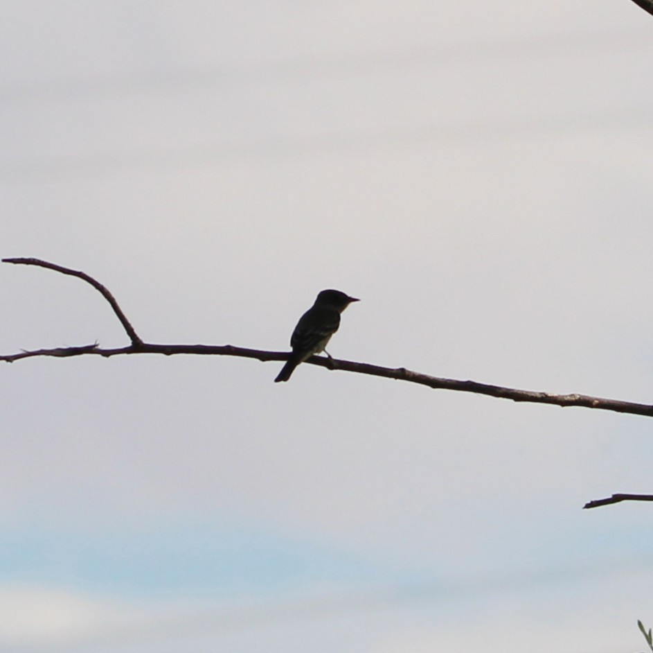 Western Wood-Pewee - ML642264750