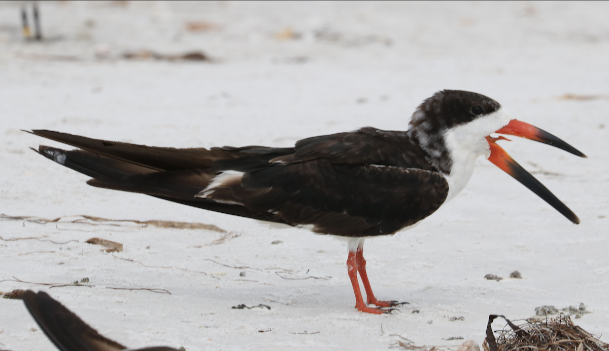 Black Skimmer (niger) - ML642264752