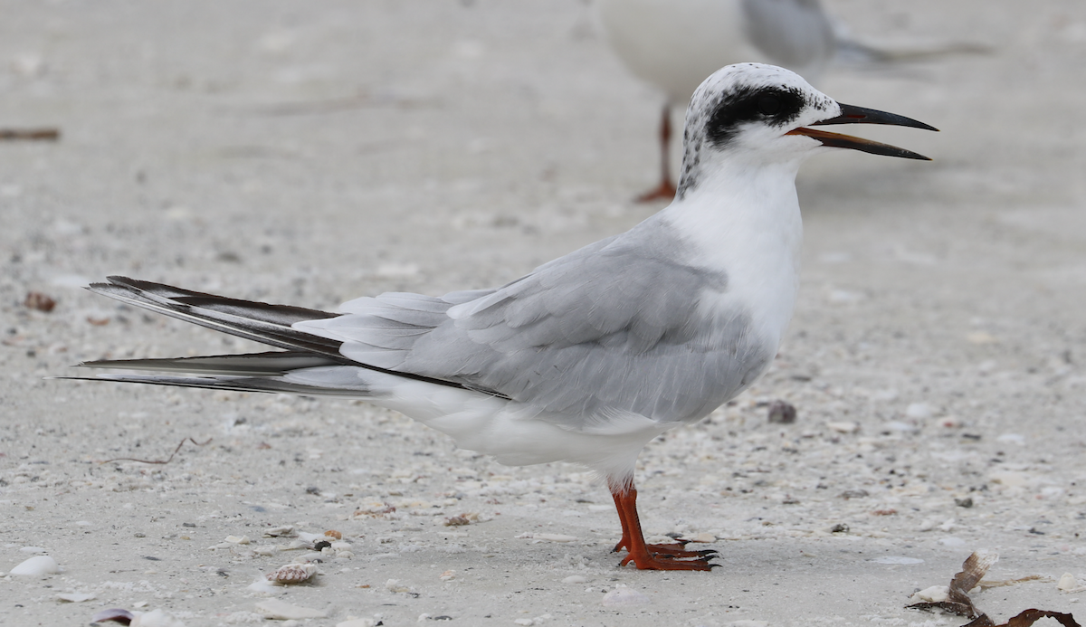 Forster's Tern - ML642264757