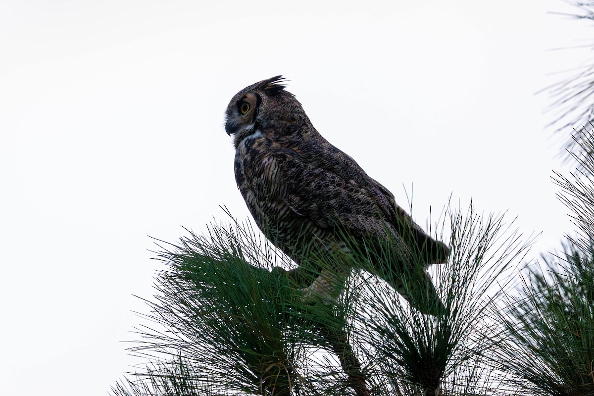 Great Horned Owl - ML642264758